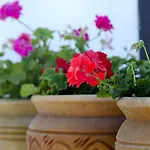 Sunset House Selcuk